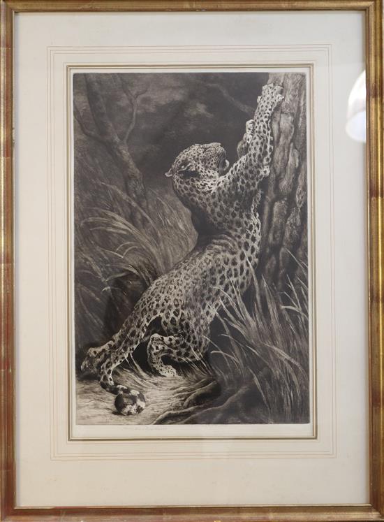 Herbert Dicksee (1862-1942) A leopardess sharpening her claws 20 x 13in.